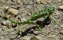 Chameleon crossing the track