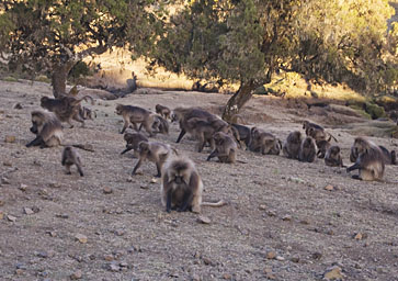 Geladas