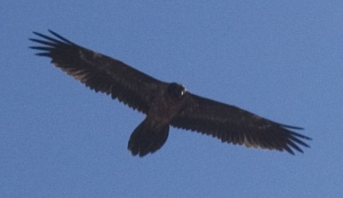 lammergeier
