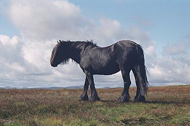 Fell Pony on Kentmere Pike
