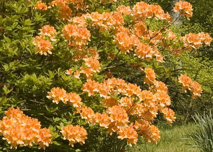 flame azalea