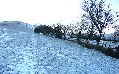 Ullock Pike Hawthorns