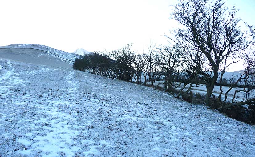 Ullock Pike Hawthorns
