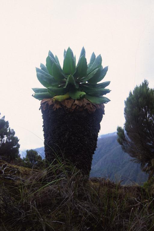 Giant Lobelia