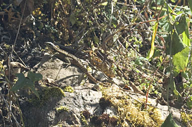 Choquequirao Resident