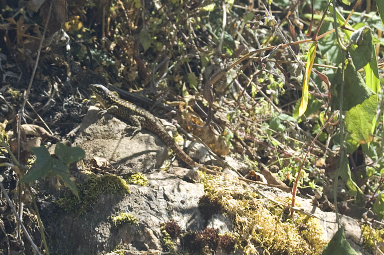 Choquequirao Resident